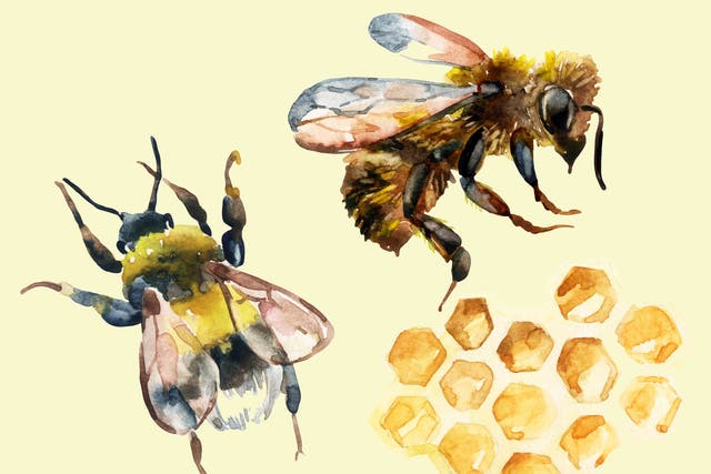 From planting nectar and pollen rich plants to providing them with a safe place to drink water, here's how to bee a hero