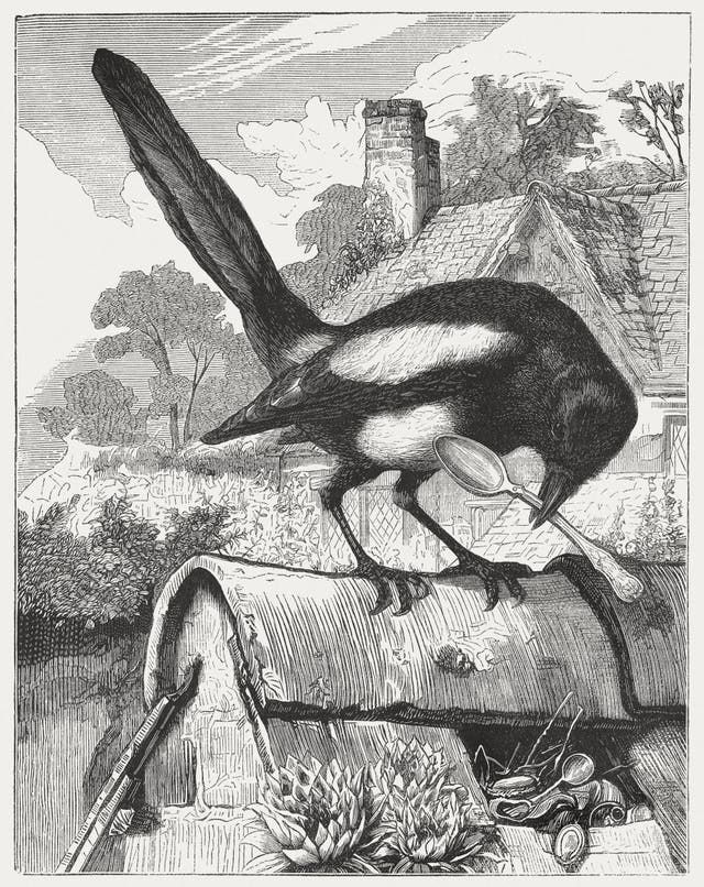One for sorrow, two for joy ... magpies are far from black and white ...