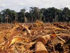 If indigenous people and the Amazon have any hope of protection, Brazil has to impose a strict ban on deforestation 
