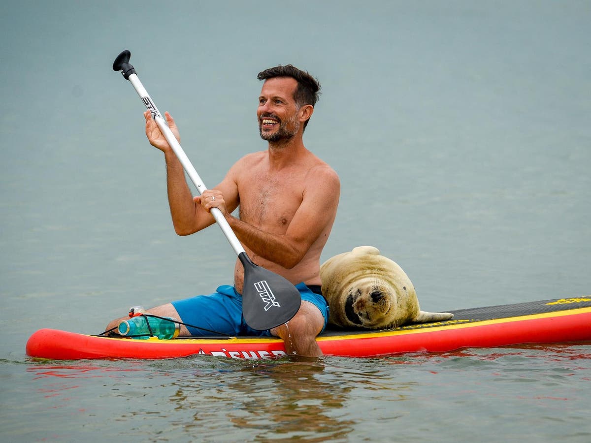 Famous seal hitches rides with paddleboarders off Dorset coast