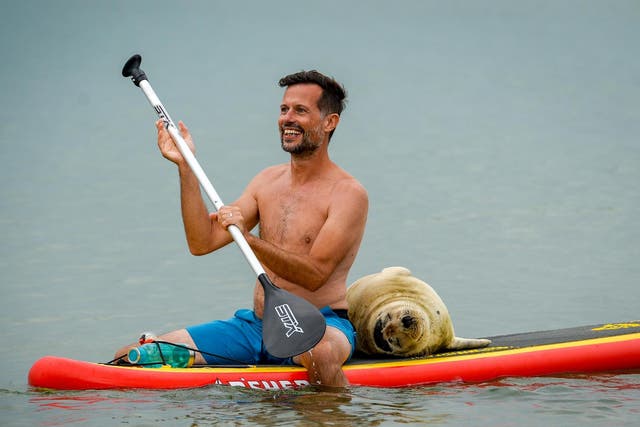 Sammy the seal gets close to a paddleboarder in Devon