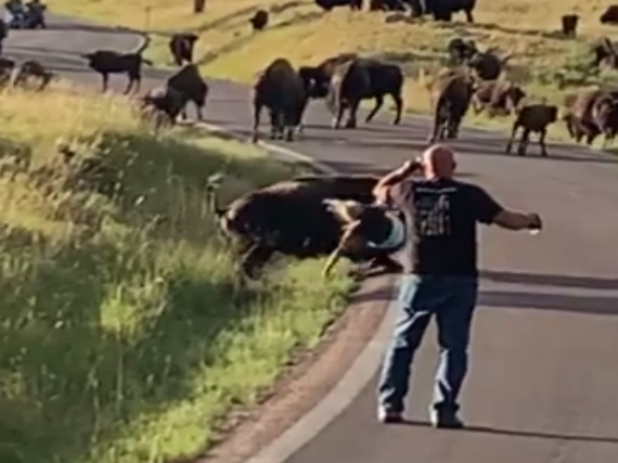 A woman being attacked by a Bison in Custer State Park in South Dakota