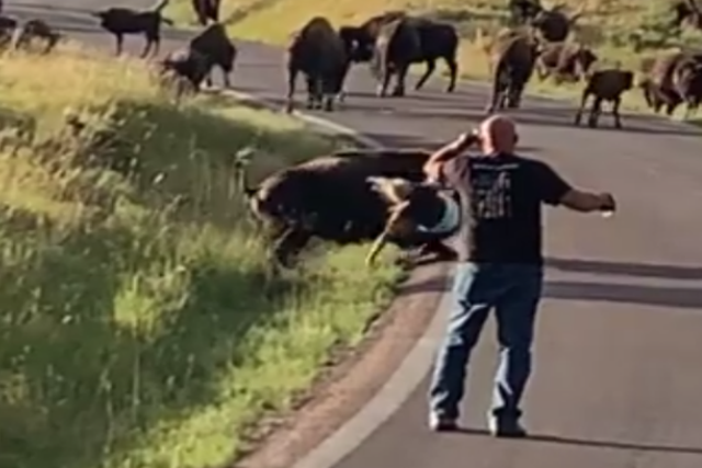 A woman being attacked by a Bison in Custer State Park in South Dakota