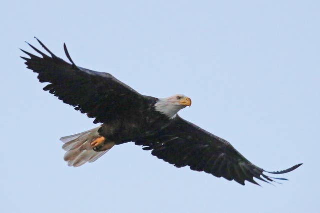 An American bald eagle flies over Mill Pond on 2 August 2018 in Centerport, New York