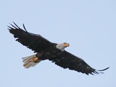 Bald eagle takes down government drone