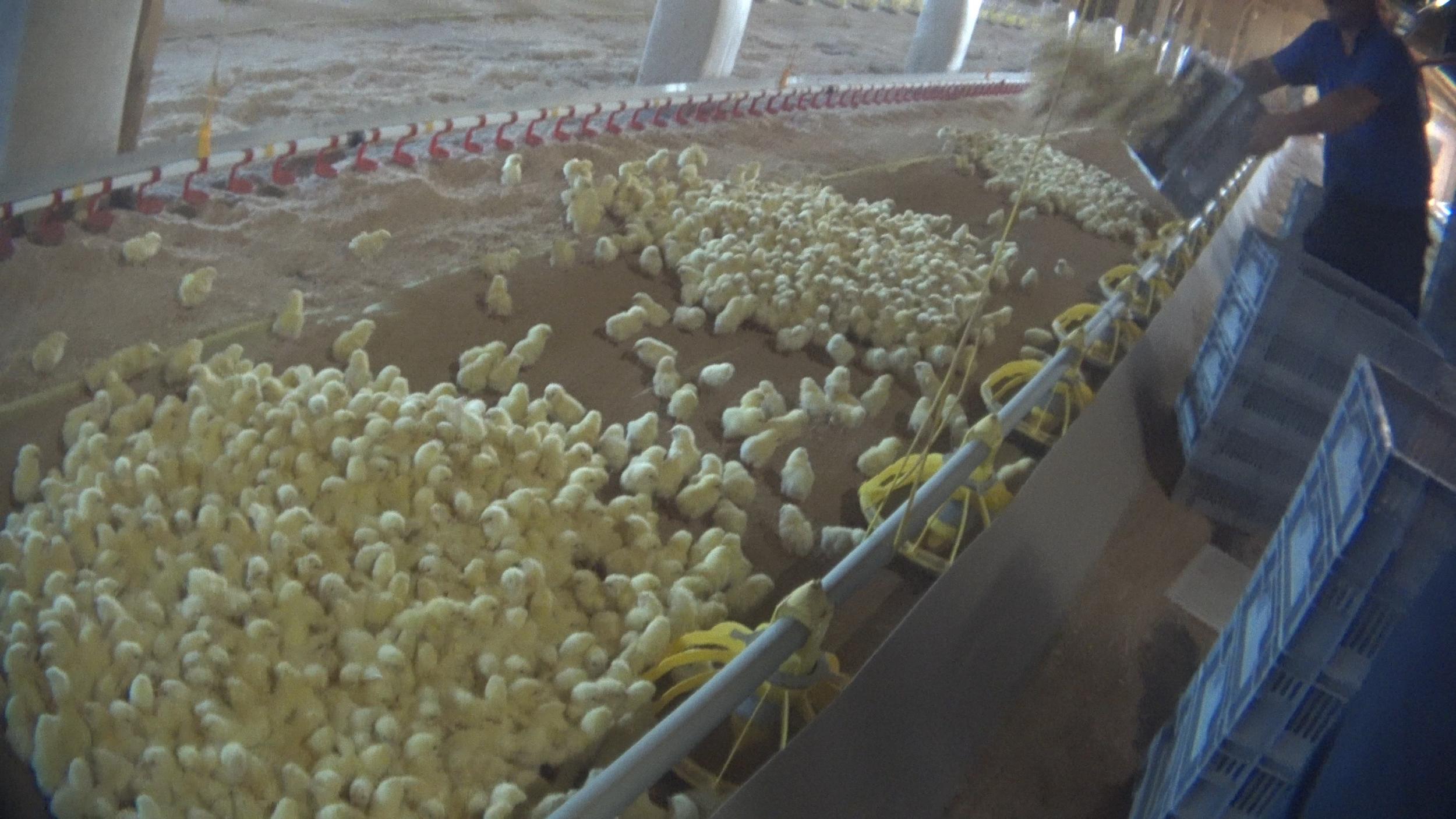 Chicks are poured onto a conveyor belt