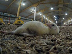 More than 500 chicks die in 24 hours on farm supplying Tesco