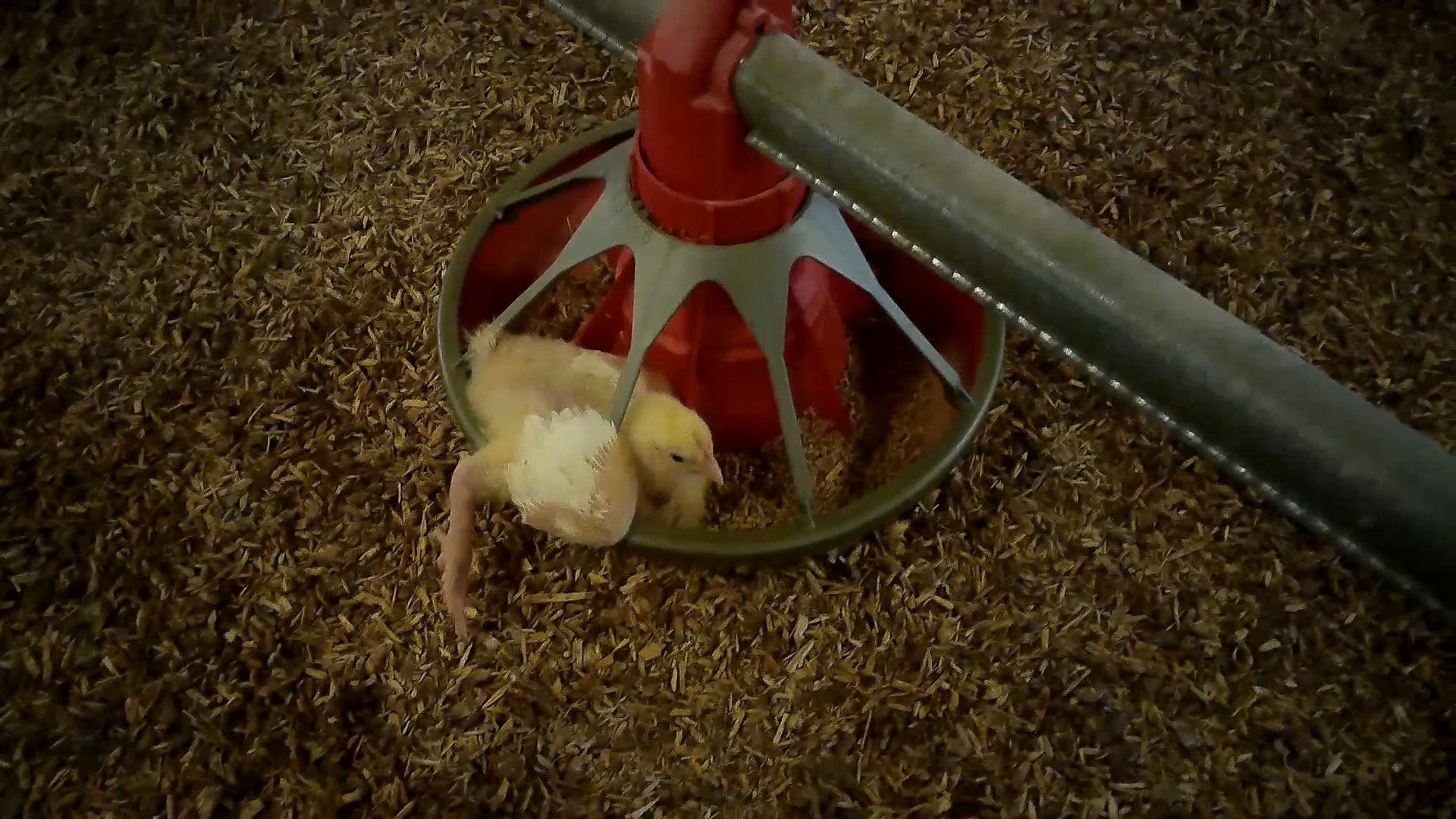 A young bird is trapped in a feeder