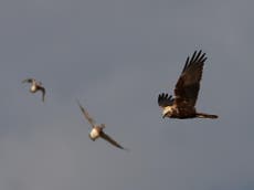 Lockdown sees ‘most successful breeding year in decades’ for marsh harriers at Cambridge nature reserve