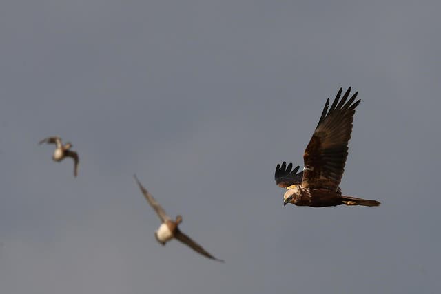 Species is the largest of harriers and identifiable by its long tails and V-shaped wings when in flight
