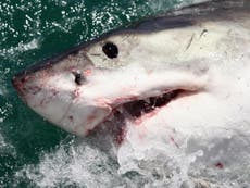 surfer shark attack coast australia gold independent mauled death recommended