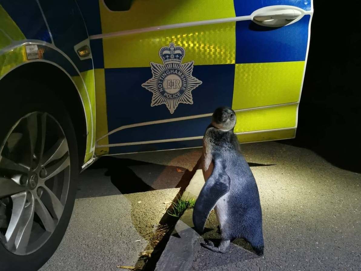 Nottinghamshire Police found the penguin in the early hours of Sunday morning on a proactive patrol in Strelley