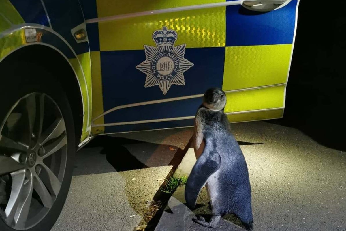 Police pick up penguin found walking along street in Nottinghamshire