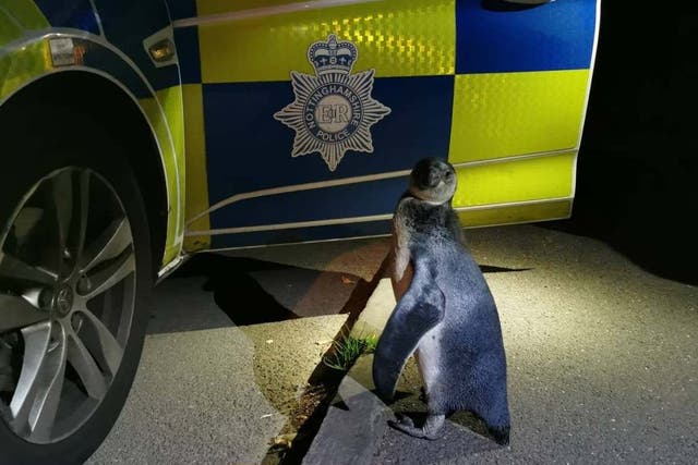 Nottinghamshire Police found the penguin in the early hours of Sunday morning on a proactive patrol in Strelley