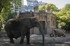 How to transport an elephant 1,700 miles in a pandemic