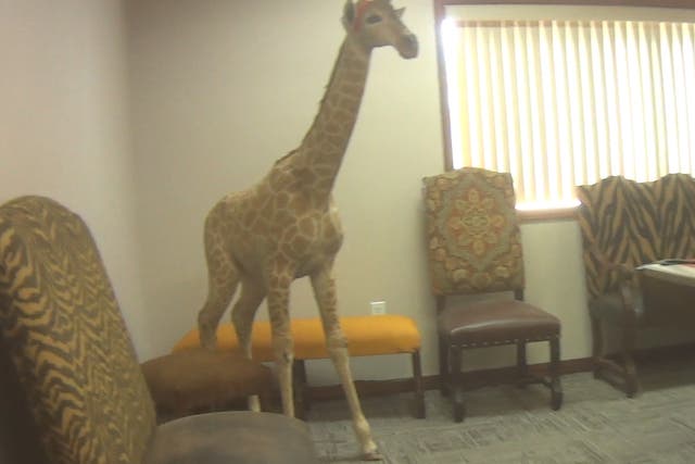 Taxidermy of a full juvenile giraffe for sale in Texas, January 2018
