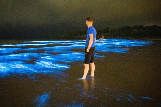 Bioluminescence is the production and emission of light by a living organism