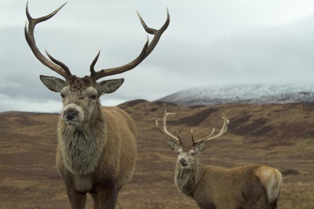 Scotland's out of control deer population have no natural predators, and leave landscapes treeless due to grazing on shrubs and shoots