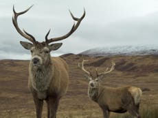Charities urge restoration of Scottish wildlife for Covid recovery