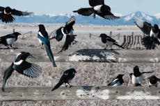 What makes magpies so fascinating?