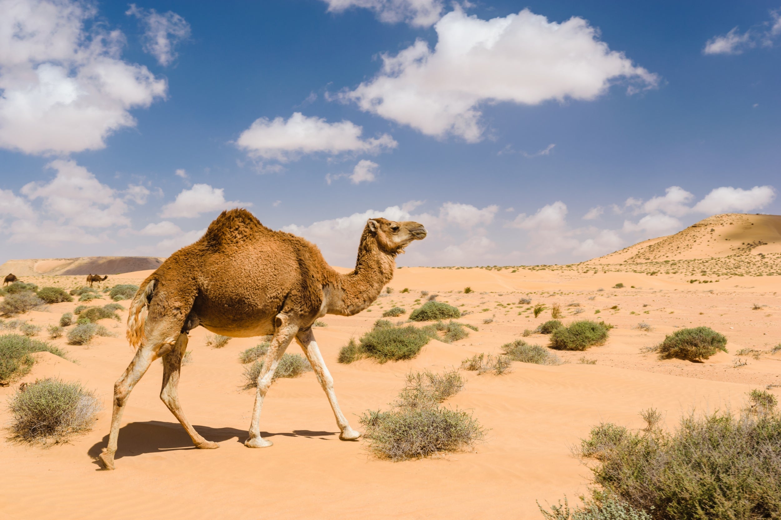 Dromedary camels are a major reservoir host for Mers