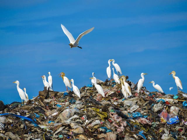 Egret birds fly over the top of a rubbish pile in a garbage centre at Blang Bintang