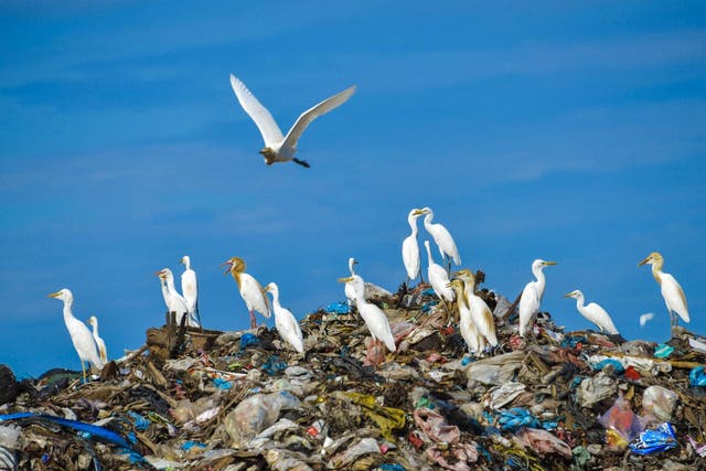 Egret birds fly over the top of a rubbish pile in a garbage centre at Blang Bintang
