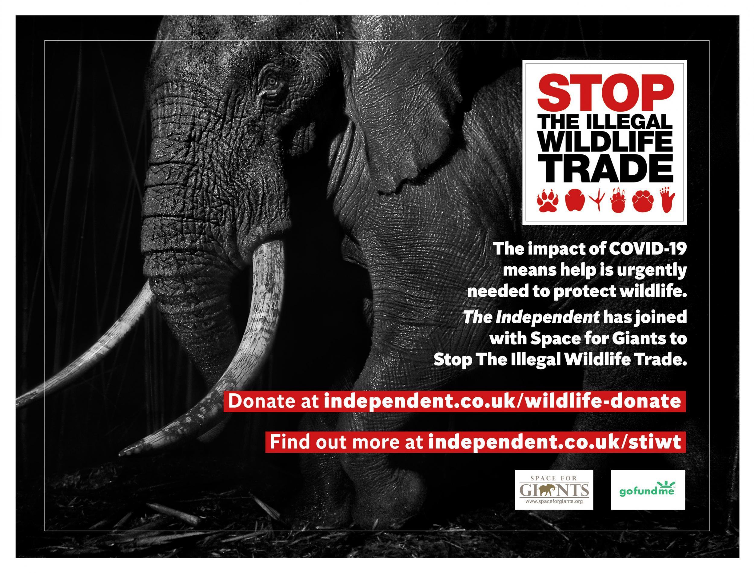 &#13;
The Covid-19 conservation crisis has shown the urgency of The Independent’s Stop the Illegal Wildlife Trade campaign, which seeks an international effort to clamp down on illegal trade of wild animals&#13;