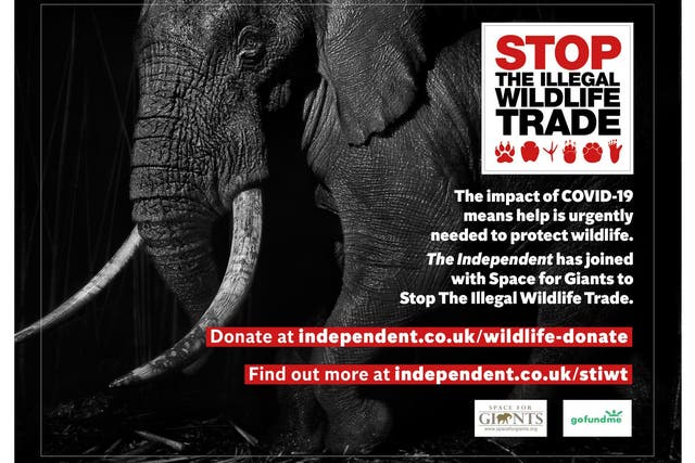 &#13;
The Covid-19 conservation crisis has shown the urgency of The Independent’s Stop the Illegal Wildlife Trade campaign, which seeks an international effort to clamp down on illegal trade of wild animals&#13;