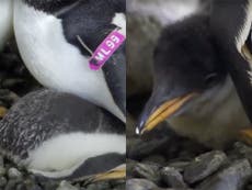 Same-sex penguin couple become parents to chick after adopting egg