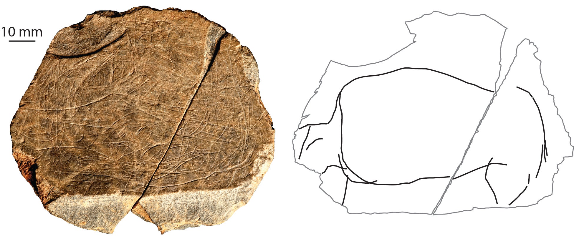 A depiction of a wild-cow-type animal, found at the Jersey site. Around 13,000-13,500 BC. The photograph shows the 9cm diameter stone plaque – and the many lines/images engraved on it. The drawing simply isolates the depiction of the animal, so that one can see it as an individual creature (S Bello/Natural History Museum)