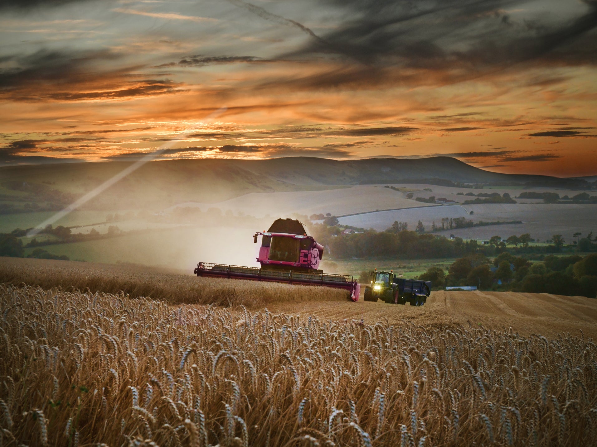 Wheat yields for 2020 are expected to be down by a third, the NFU has said