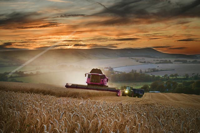 Wheat yields for 2020 are expected to be down by a third, the NFU has said