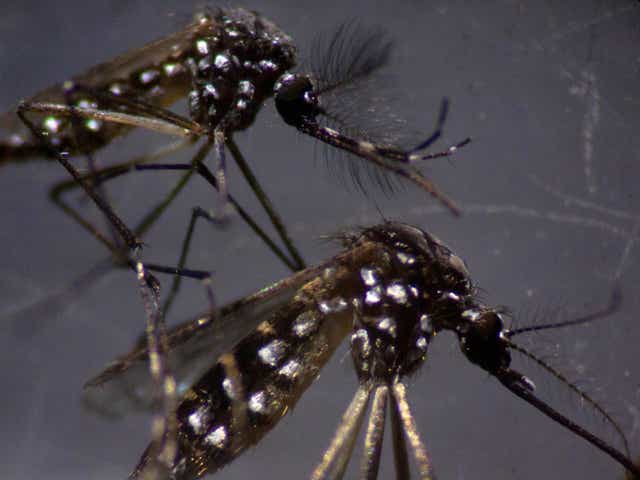 A male and a female Aedes aegypti mosquitos are seen through a microscope at the Oswaldo Cruz Foundation laboratory in Rio de Janeiro, Brazil, on 14 August 2019