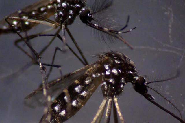 A male and a female Aedes aegypti mosquitos are seen through a microscope at the Oswaldo Cruz Foundation laboratory in Rio de Janeiro, Brazil, on 14 August 2019