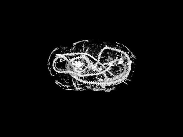 Microscopic scans revealed a mummified snake from ancient Egypt was killed with a whipping action