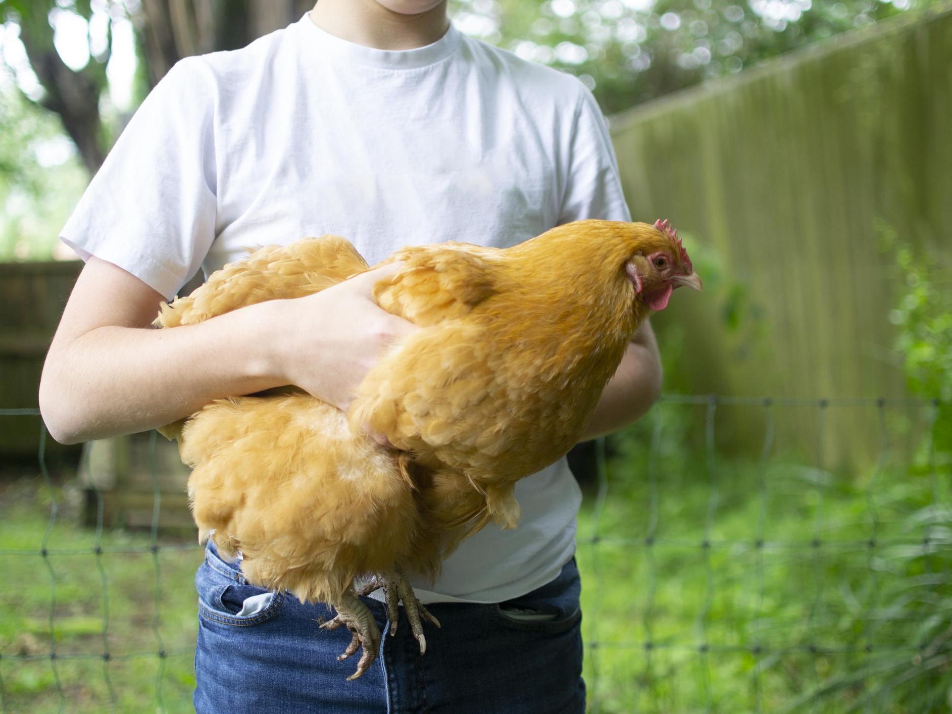 Fresh Start for Hens works at finding homes for ex-commercial chickens which would normally face being sent to slaughter