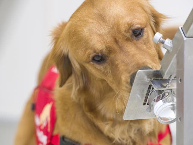 Bumper, a dog, smells a sample during training. NHS staff are participating in a trial which aims to see whether dogs can sniff out Covid-19