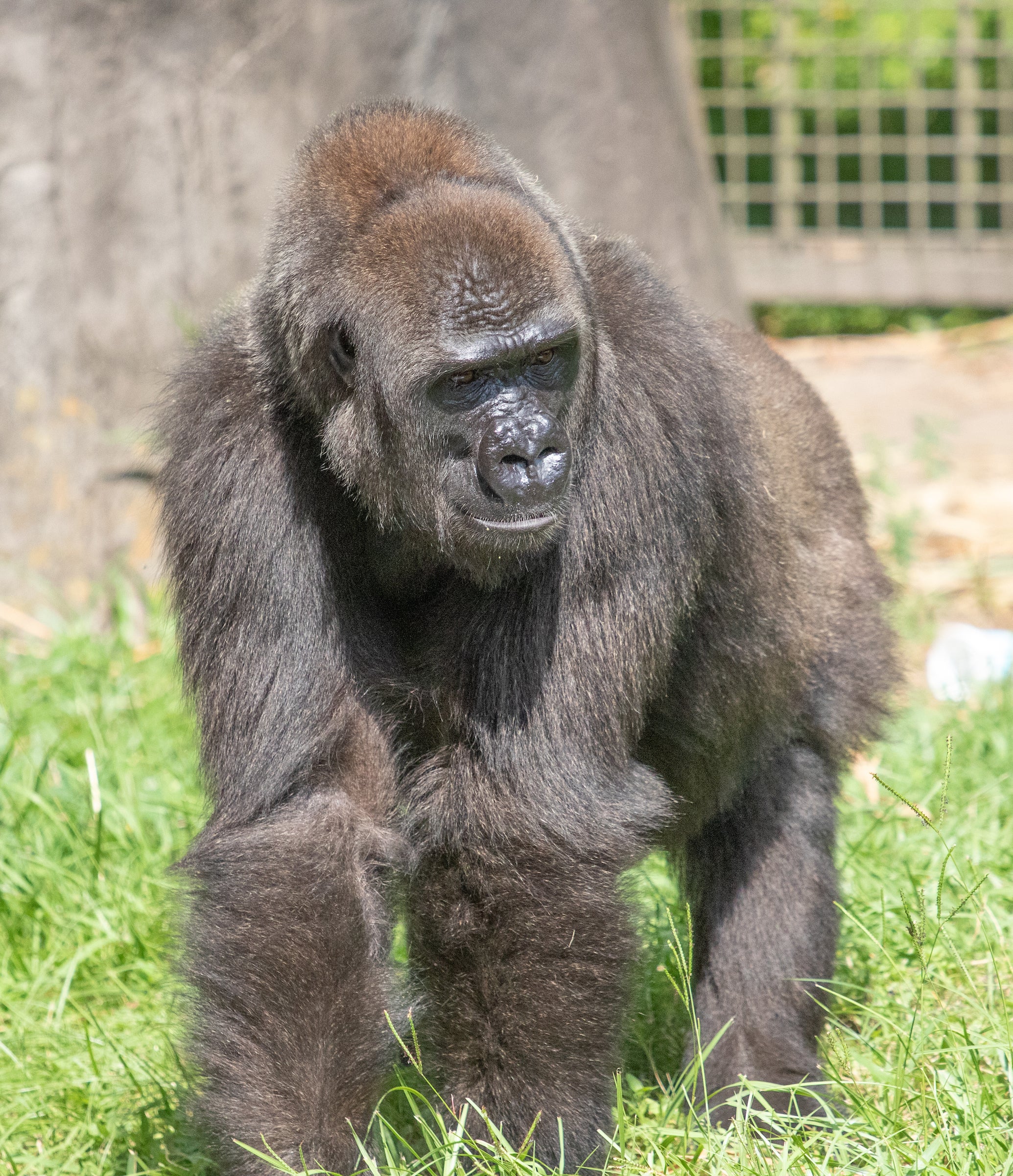 Western lowland gorilla Tumani, 11 August 2020