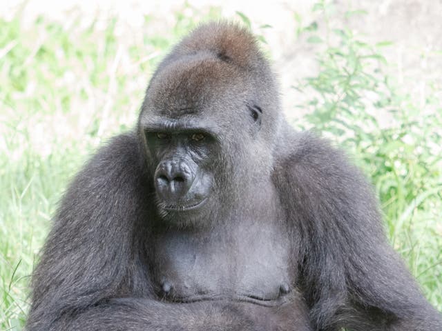 Western lowland gorilla Tumani, 1 July 2020