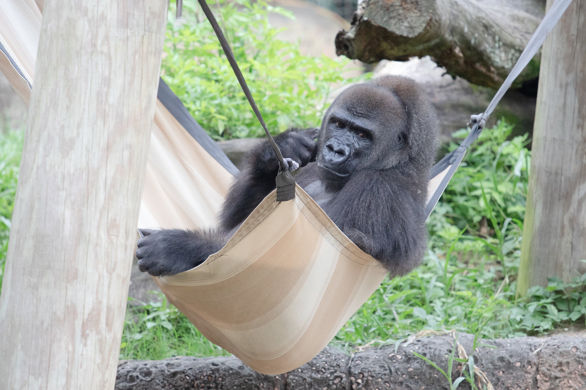 Western lowland gorilla Tumani, 11 August 2020