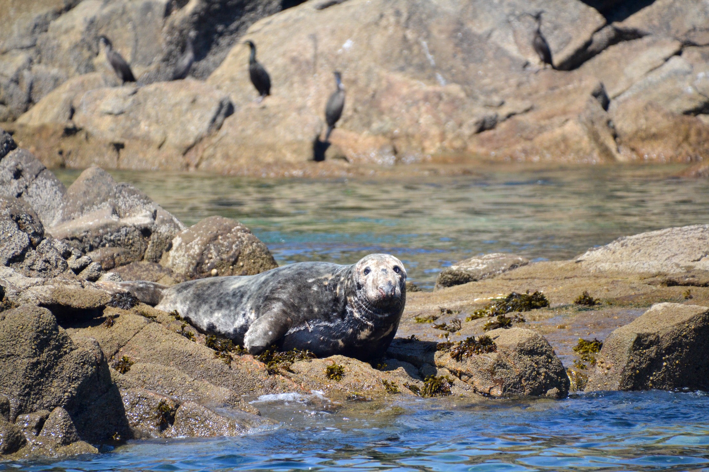 Go seal spotting on Scilly