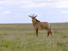 The last retreat of Kenya’s near-extinct roan antelope 
