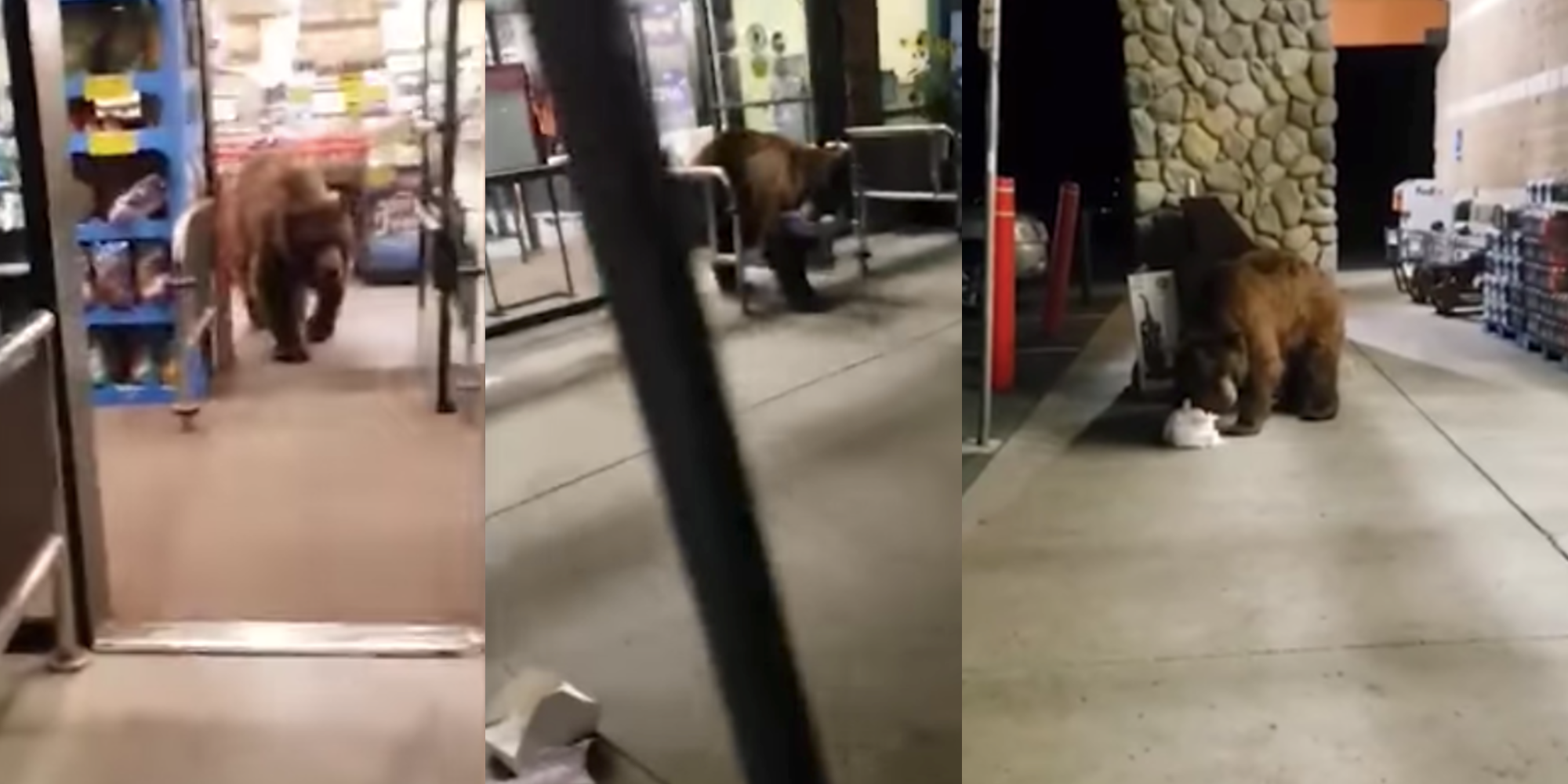Video shows bear taking bag of chips from grocery store indy100 indy100