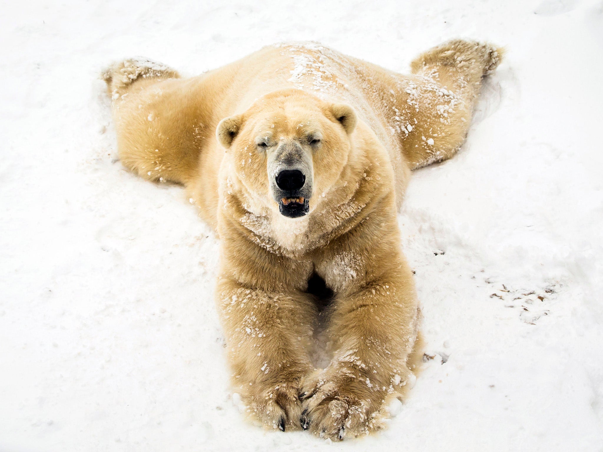 UK's oldest polar bear dies, aged 22