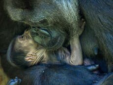 Baby gorilla unveiled by mother cradling newborn at Bristol Zoo