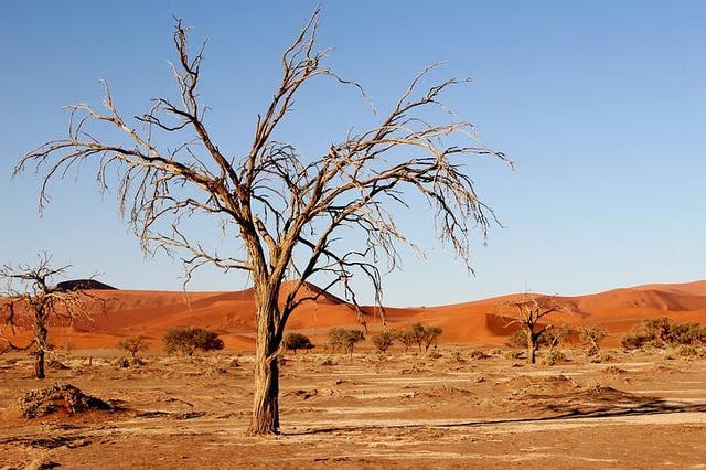 The Kalahari desert stretches through Botswana and Namibia