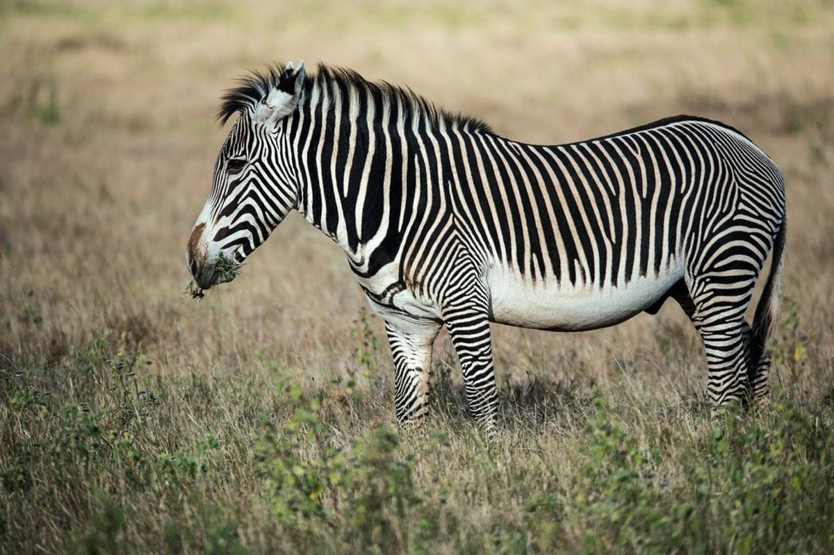 Kenyans go hi-tech to save endangered Grevy's zebra | The Independent | The  Independent