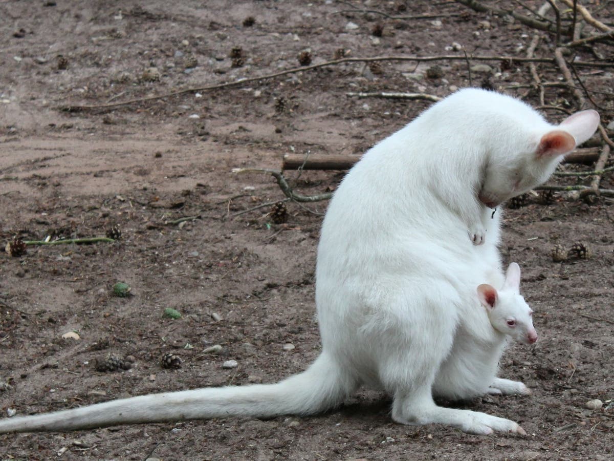 Животные убивают альбиносов