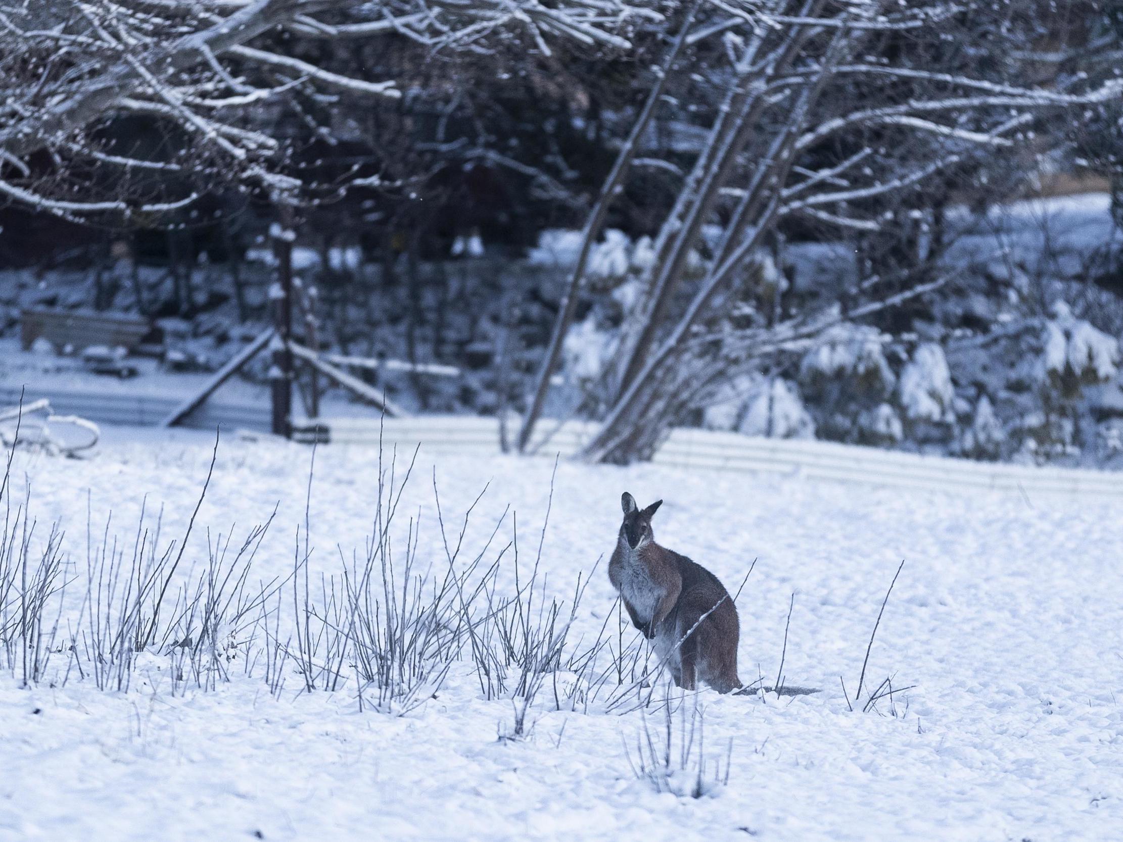Australia coated in rare snow as ‘Antarctic blob’ settles over nation